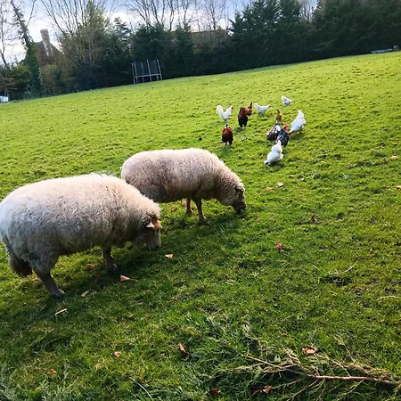 Des Augettes * Saint-Hymer