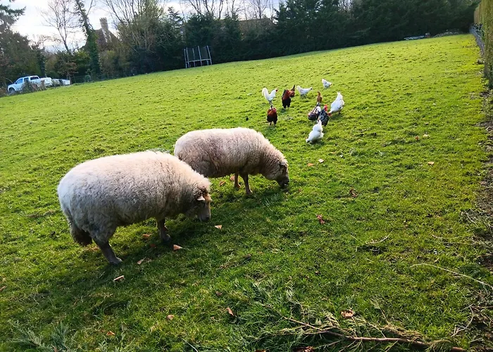 Des Augettes * Saint-Hymer